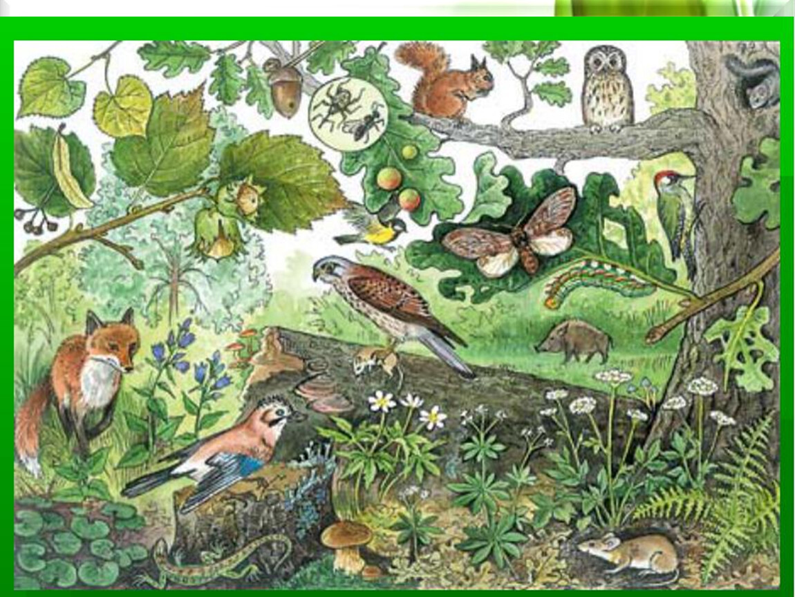 Экосистема биоценоза леса
