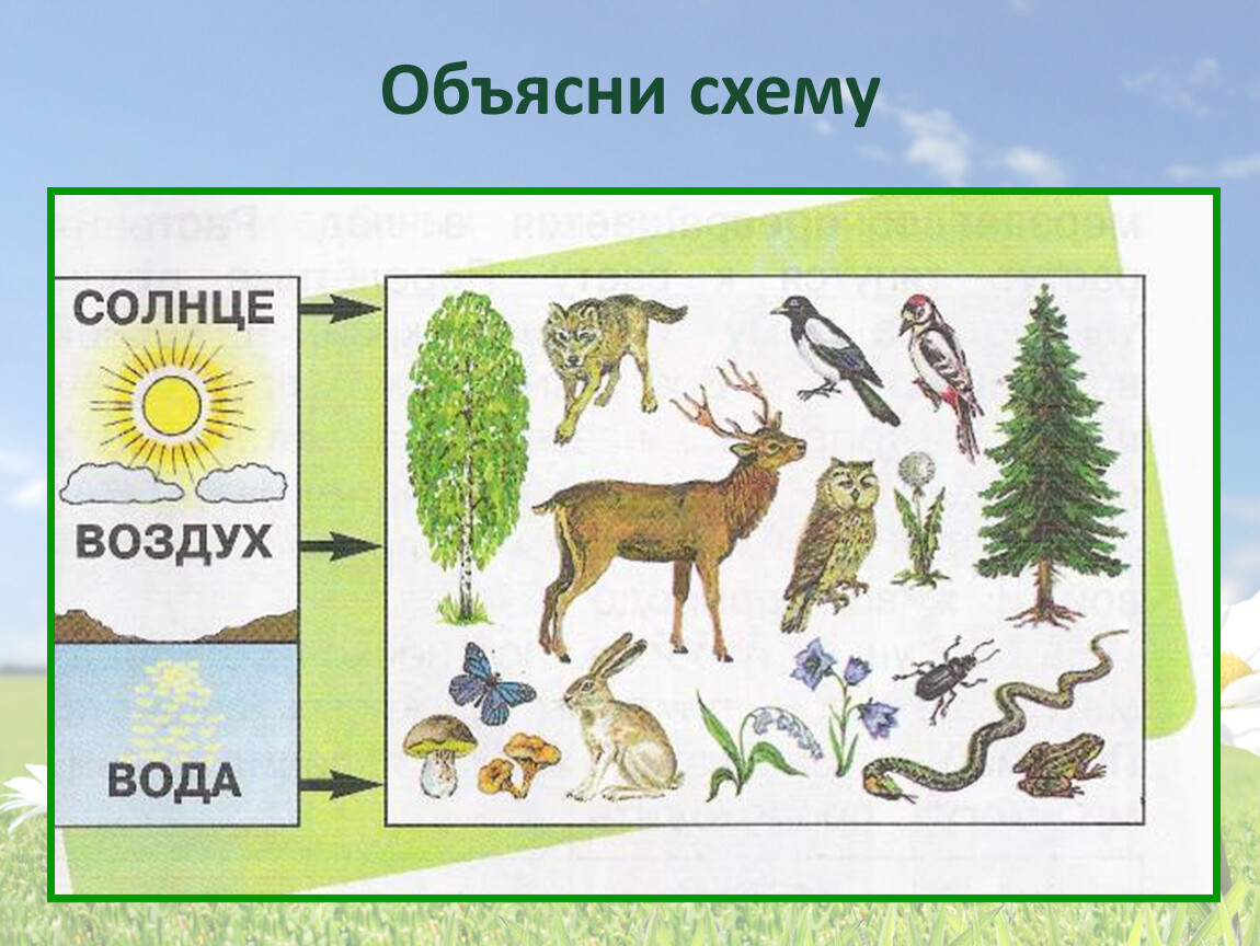 Связь живой и неживой природы в картинках