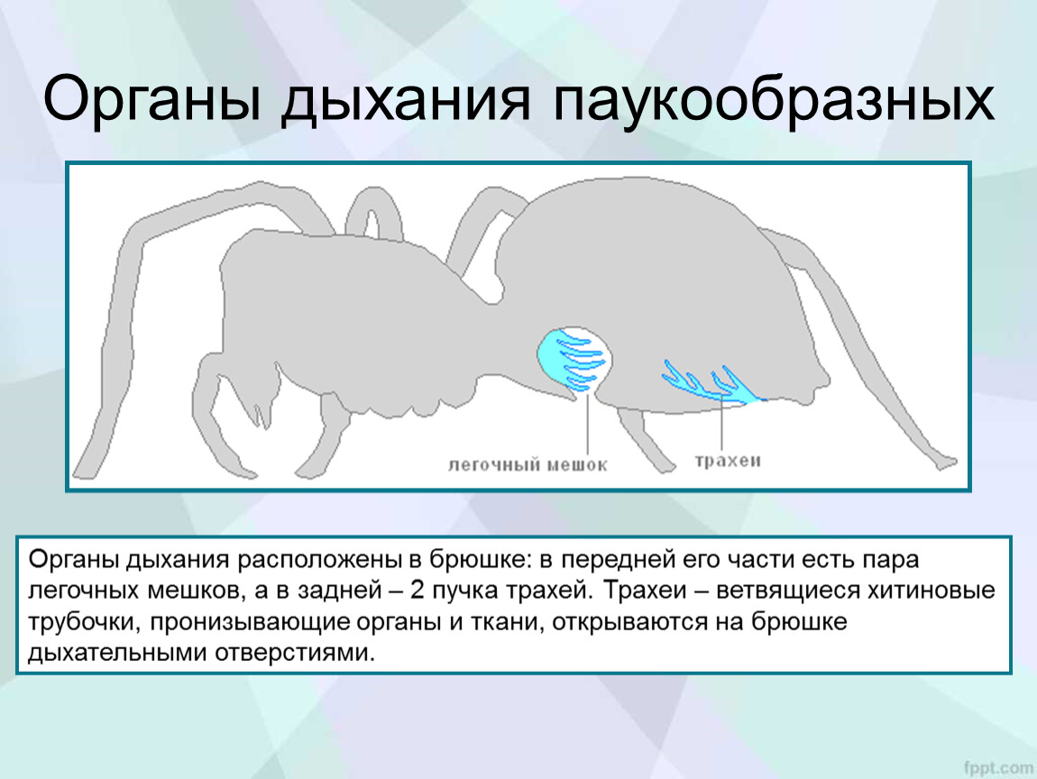 Органы дыхания паукообразных. Дыхательная система паукообразных. Дыхательная система пауков. Органы дыхательной системы у паукообразных. Строение дыхательной паукообразных.