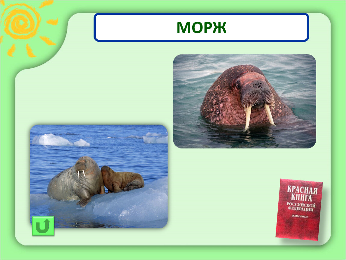 Морж красная книга. Животные из красной книги морж. Морж занесен в красную. Морж в тихом океане.