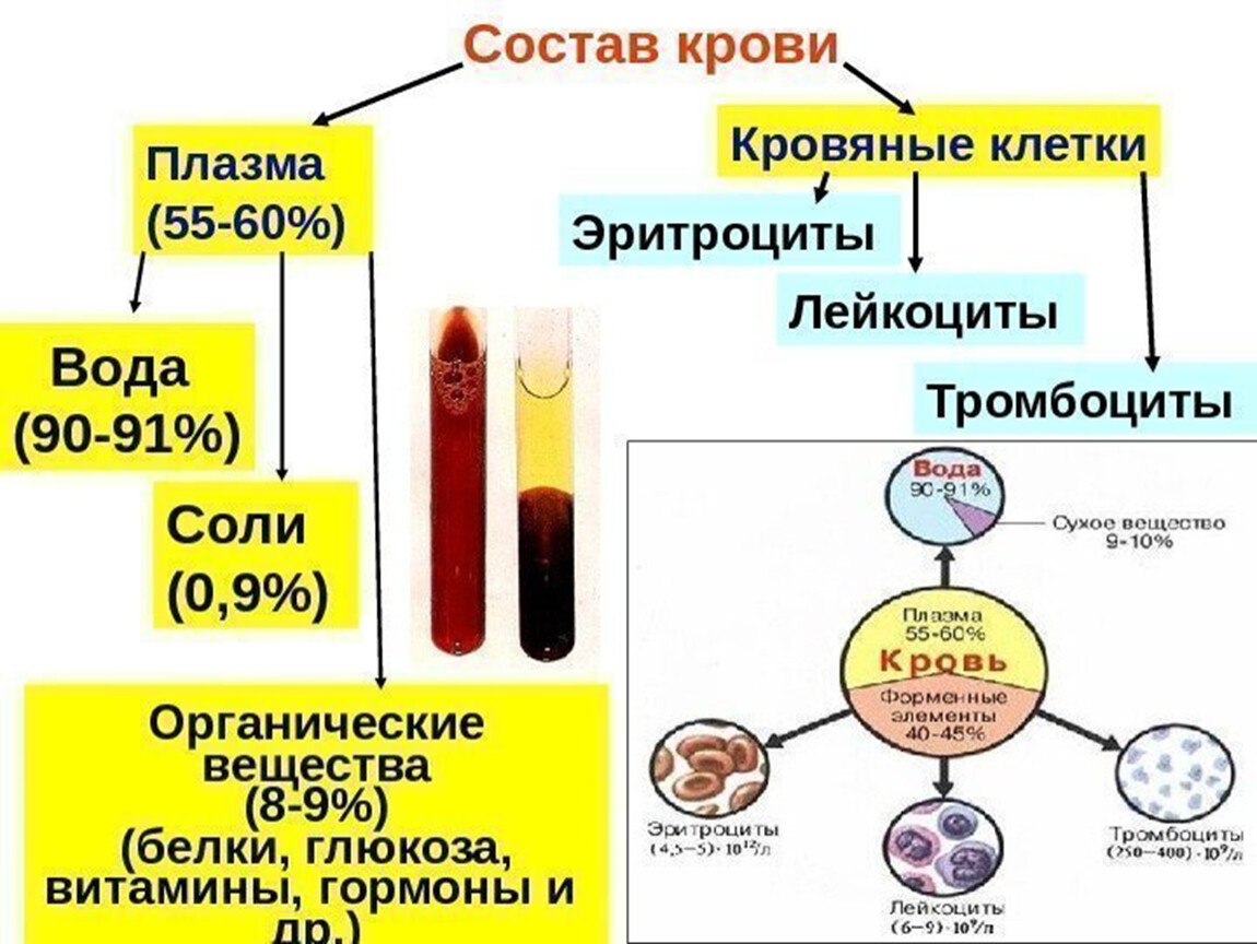 Витамины в плазме крови. Схема кровь плазма кровяные клетки. Схема состав плазмы крови. Состав плазмы крови человека в процентах. Состав плазмы крови рисунок.