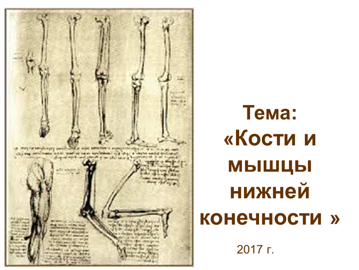 Тема кости. Кости и мышцы нижних конечностей. Кости и мышцы нижних конечностей человека. Мышцы костей нижних конечностей. Планшеты мышц нижних конечностей.