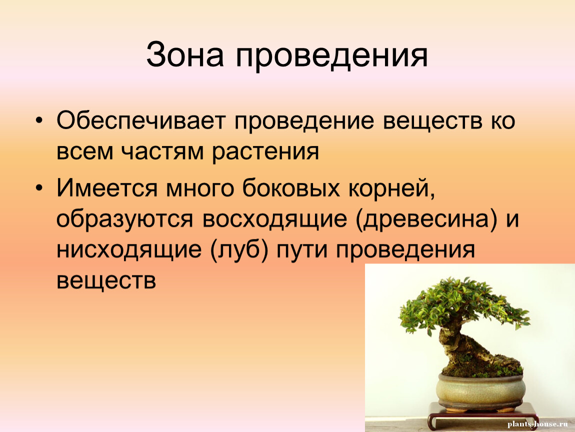 Зона проведения. Зона проведения обеспечивает. Проведение веществ. Проведение веществ к корням.