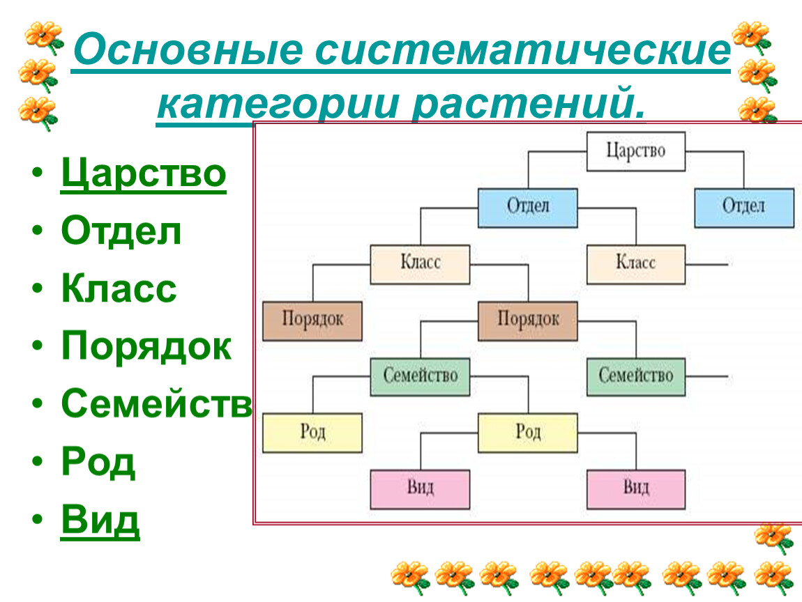 Систематическая категория растений начиная с наименьшей. Растения царство отдел класс род. Основные систематические категории растений.