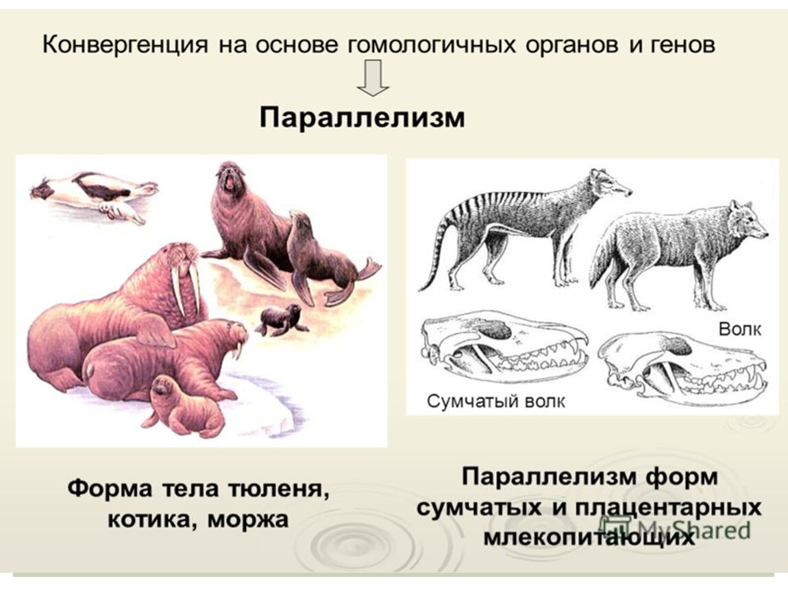 Эволюционные изменения происходят на. Параллелизм примеры биология. Параллелизм в эволюции примеры. Параллелизм у животных. Параллелизм это в биологии примеры животных.