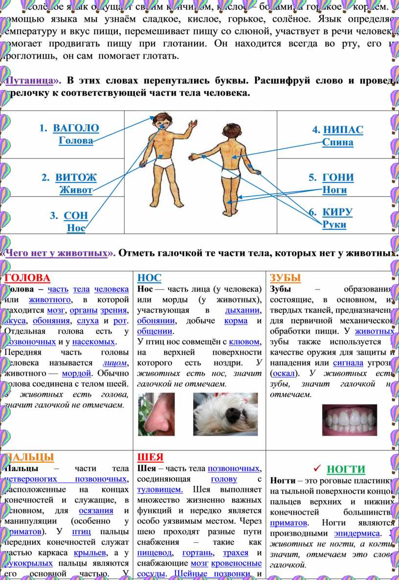 С помощью языка мы узнаём сладкое, кислое, горькое, солёное