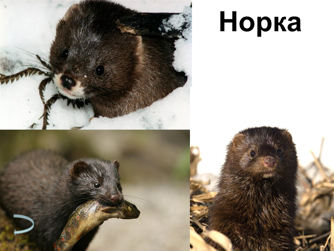 Норка