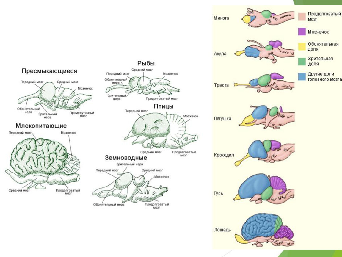 Нервная система пресмыкающихся и млекопитающих. Схема развития головного мозга позвоночных. Мозг млекопитающих строение ЕГЭ. Строение головного мозга хордовых. Строение головного мозга сравнение.