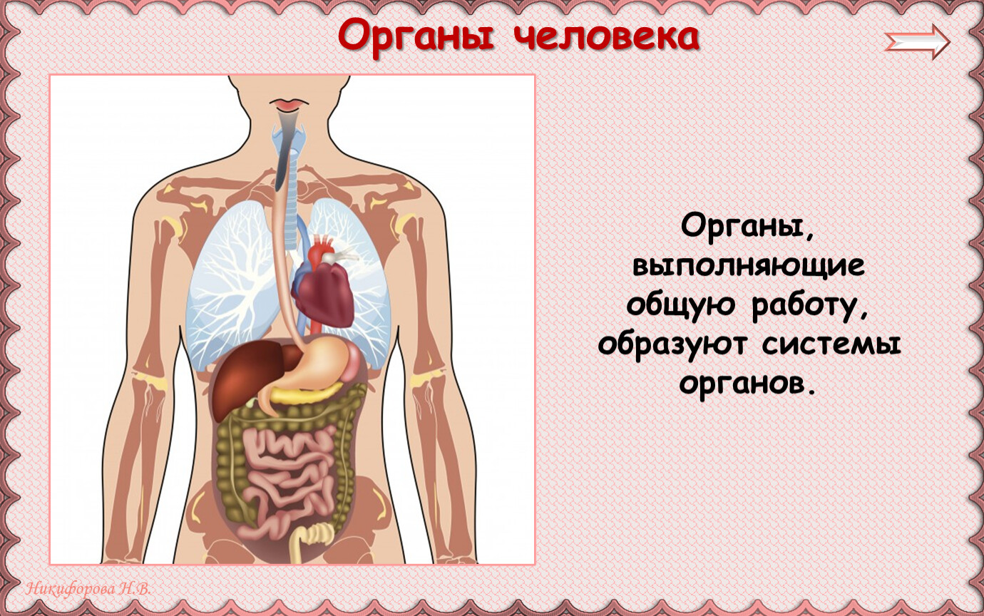 Организм человека 3 класс