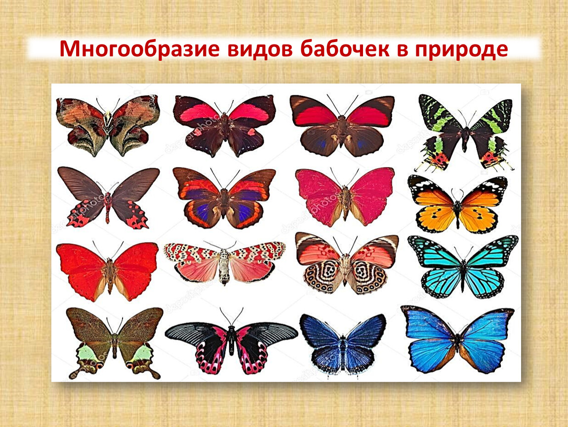 Название бабочек для детей. Название бабочек. Бабочки разной формы. Многообразие бабочек. Бабочки разные виды с названиями.