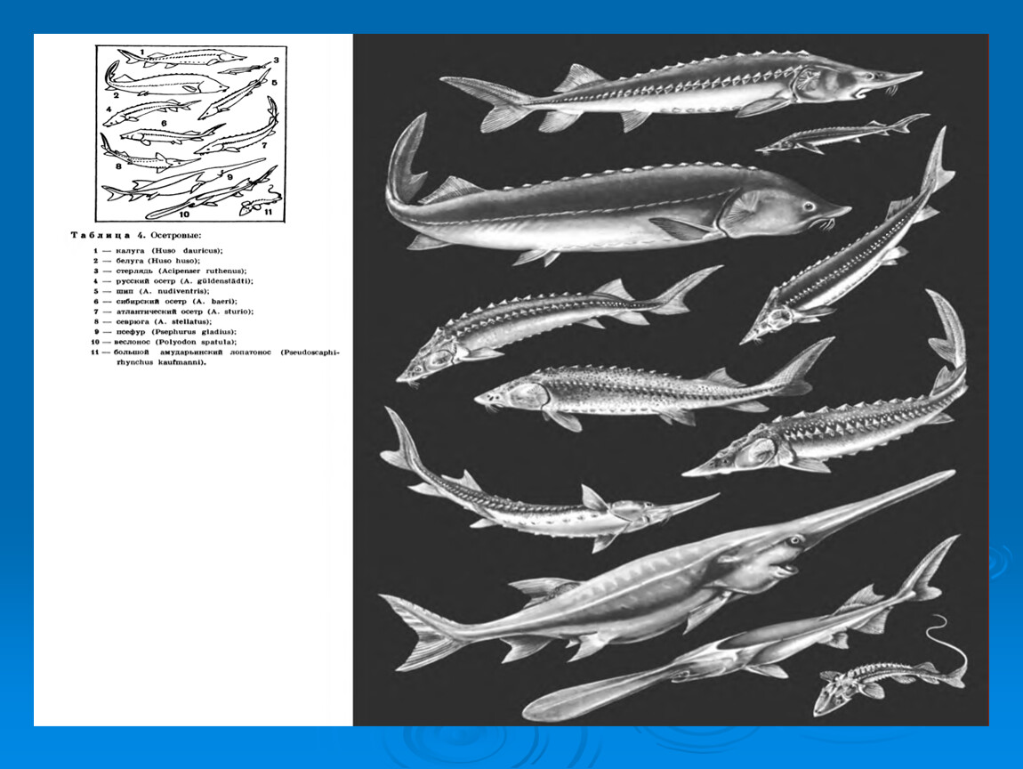 Осетровая рыба 6 букв. Схема обработки рыб осетровых пород. Рыба осетровых пород. Скелет осетровых рыб. Осетровые породы рисунок.
