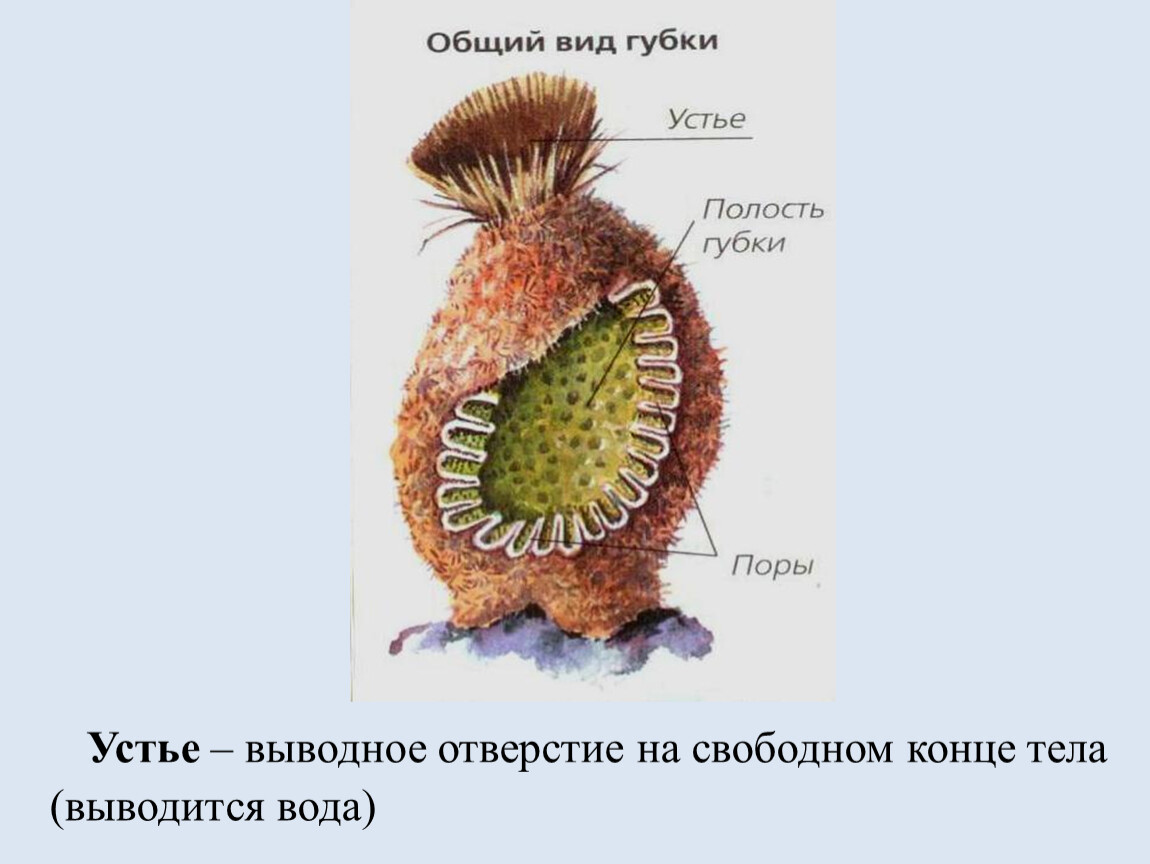 Зарисуйте схему строения губки подпишите основные части опишите особенности внешнего строения губки