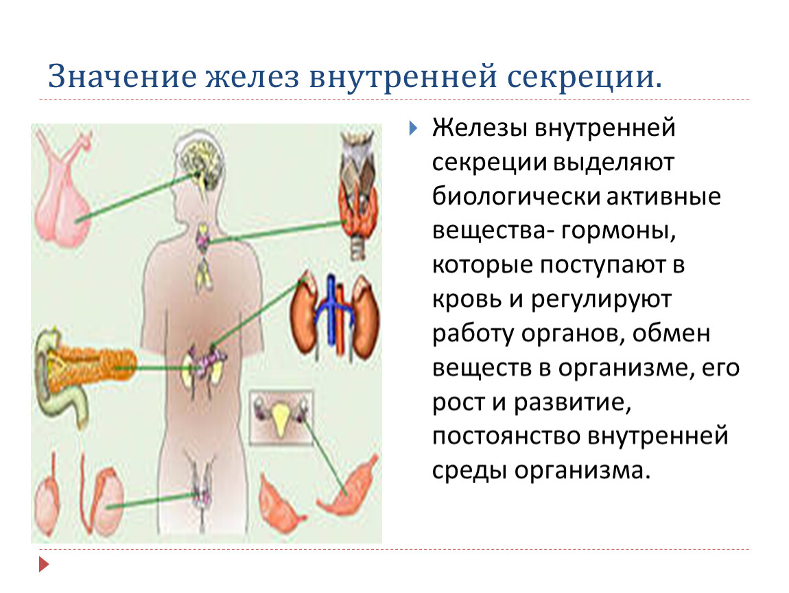 Железы регулирующие работу других желез. Понятие железы внутренней секреции эндокринные железы. Функции желез внутренней секреции эндокринные. .Система желез внутренней секреции. Функции. Железы внутренней и внешней секреции строение и функции.
