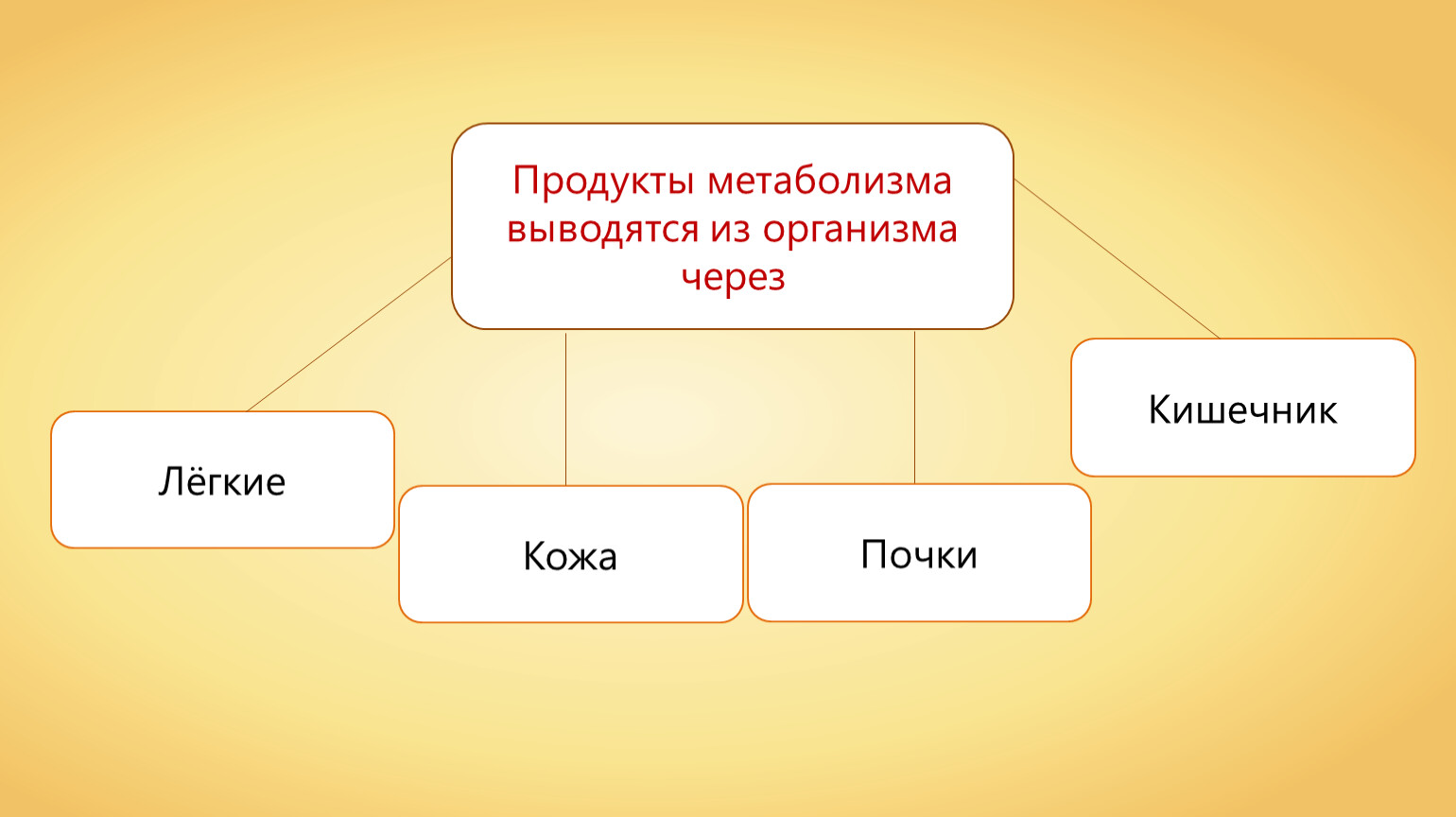 Выведение из организма продуктов обмена веществ