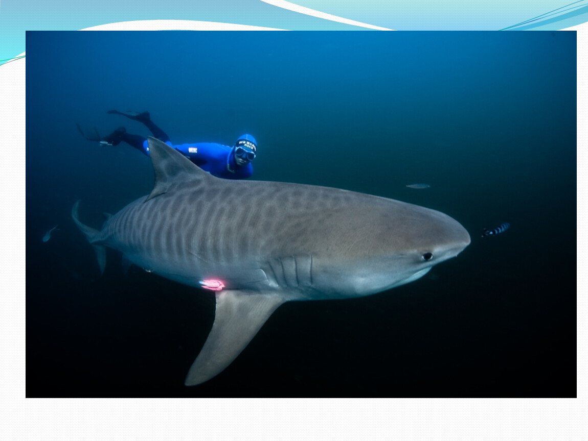 Тигровая акула опасна для человека. Тигровая акула. Белая тигровая акула. Самая большая тигровая акула.
