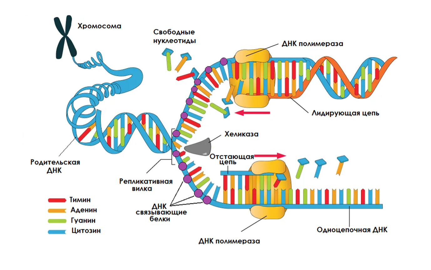 Ферменты расщепляющие днк. Схема расщепления ДНК ДНКАЗОЙ. Схема расщепления белка протеазой. Как называется распад ДНК.