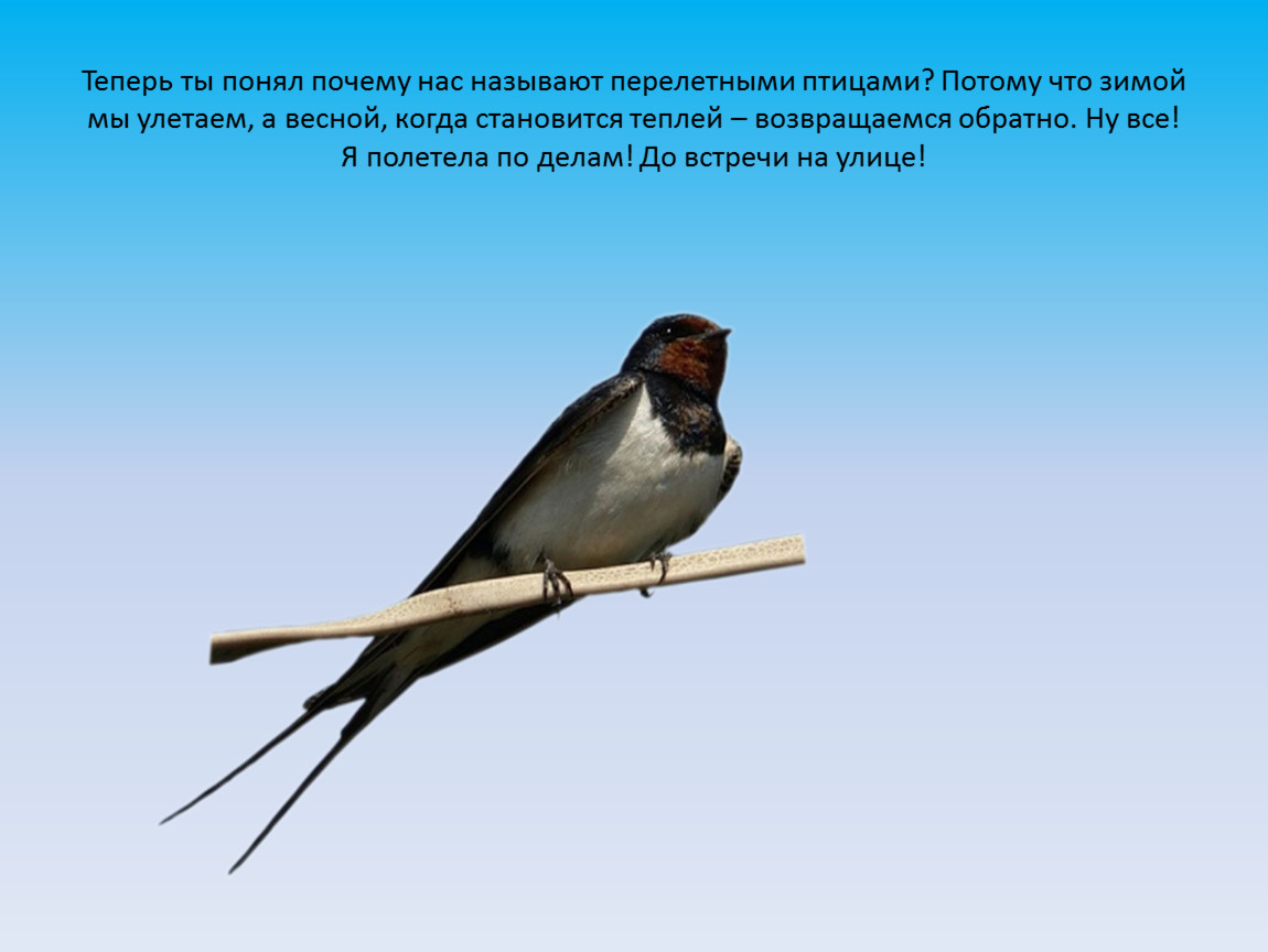 Перелетные птицы нижегородской области фото и названия