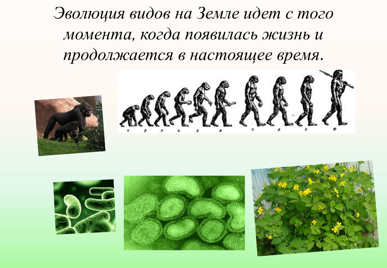 Человек на земле 5 класс биология. Эволюция. Эволюция организмов. Примеры эволюции. Эволюция по биологии.