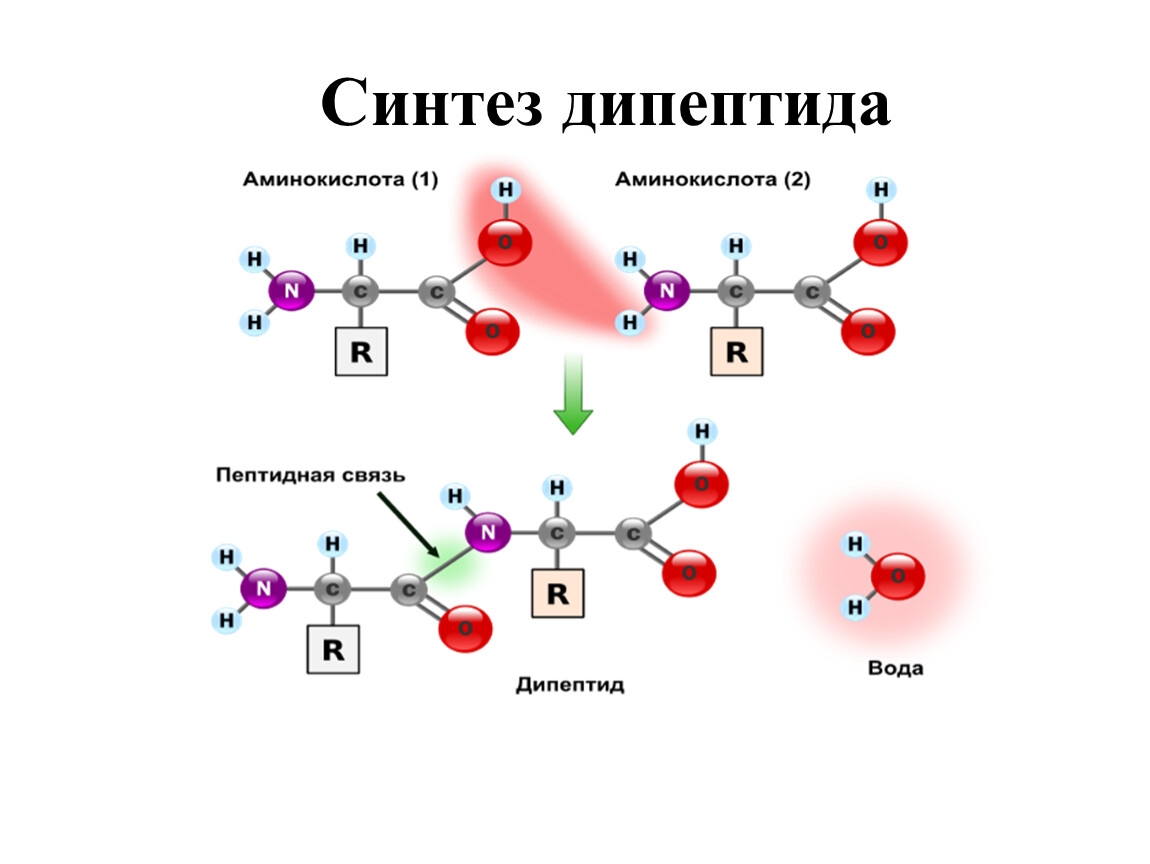 Схема образования дипептида