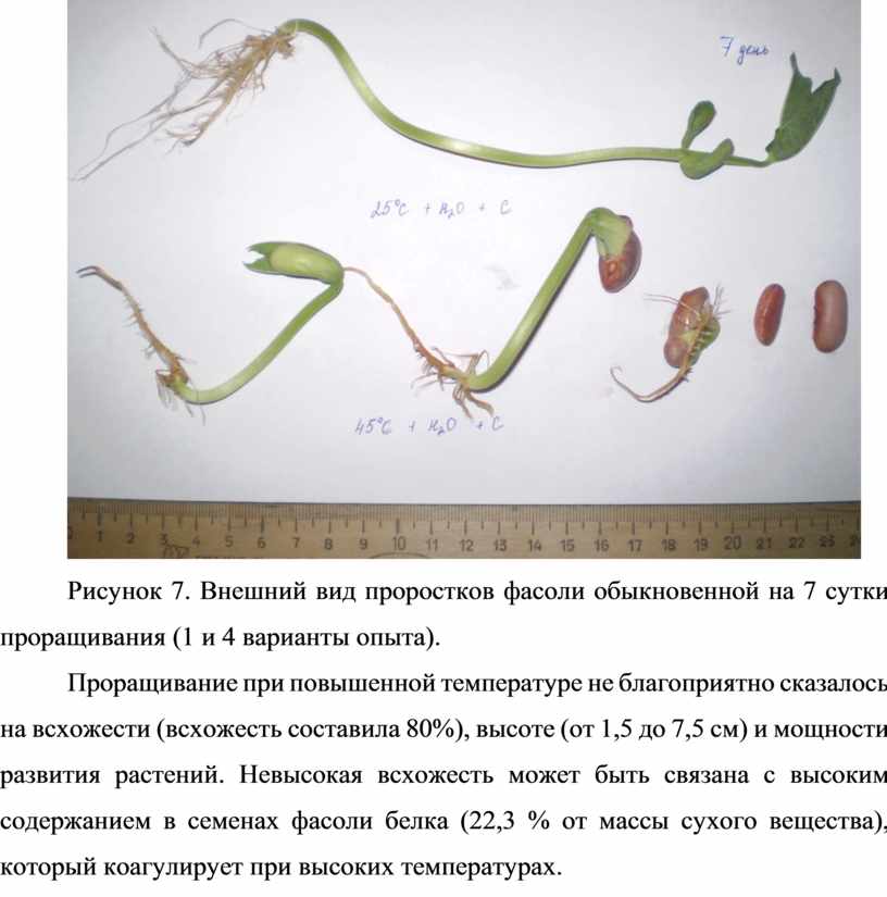 Рисунок 7. Внешний вид проростков фасоли обыкновенной на 7 сутки проращивания (1 и 4 варианты опыта)