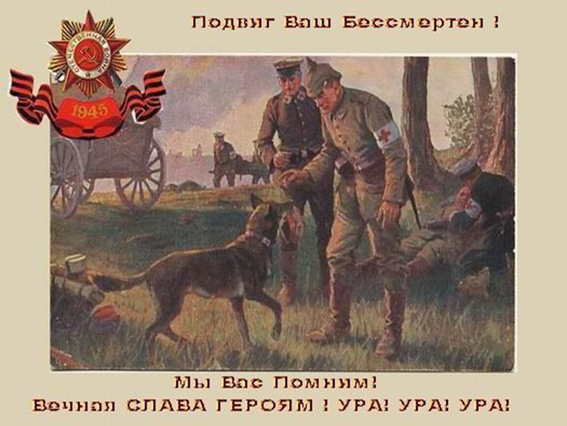 Собаки на войне 1941 1945 картинки на 9 мая