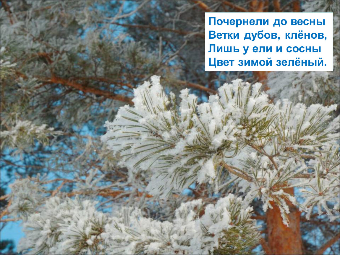 Пусть сосны и ели всю зиму торчат. Ветки сосен почернели. Ветки дуба побелели в пышных шубках дремлют ели.. Почему у ели и у сосны не замерзают зимой иголкиют.