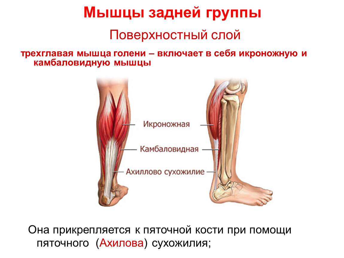 Атрофия латынь. Задняя группа мышц голени анатомия. Мышцы голени задняя группа поверхностный слой. Трехглавая мышца нижней конечности. Функции камбаловидной мышцы голени.