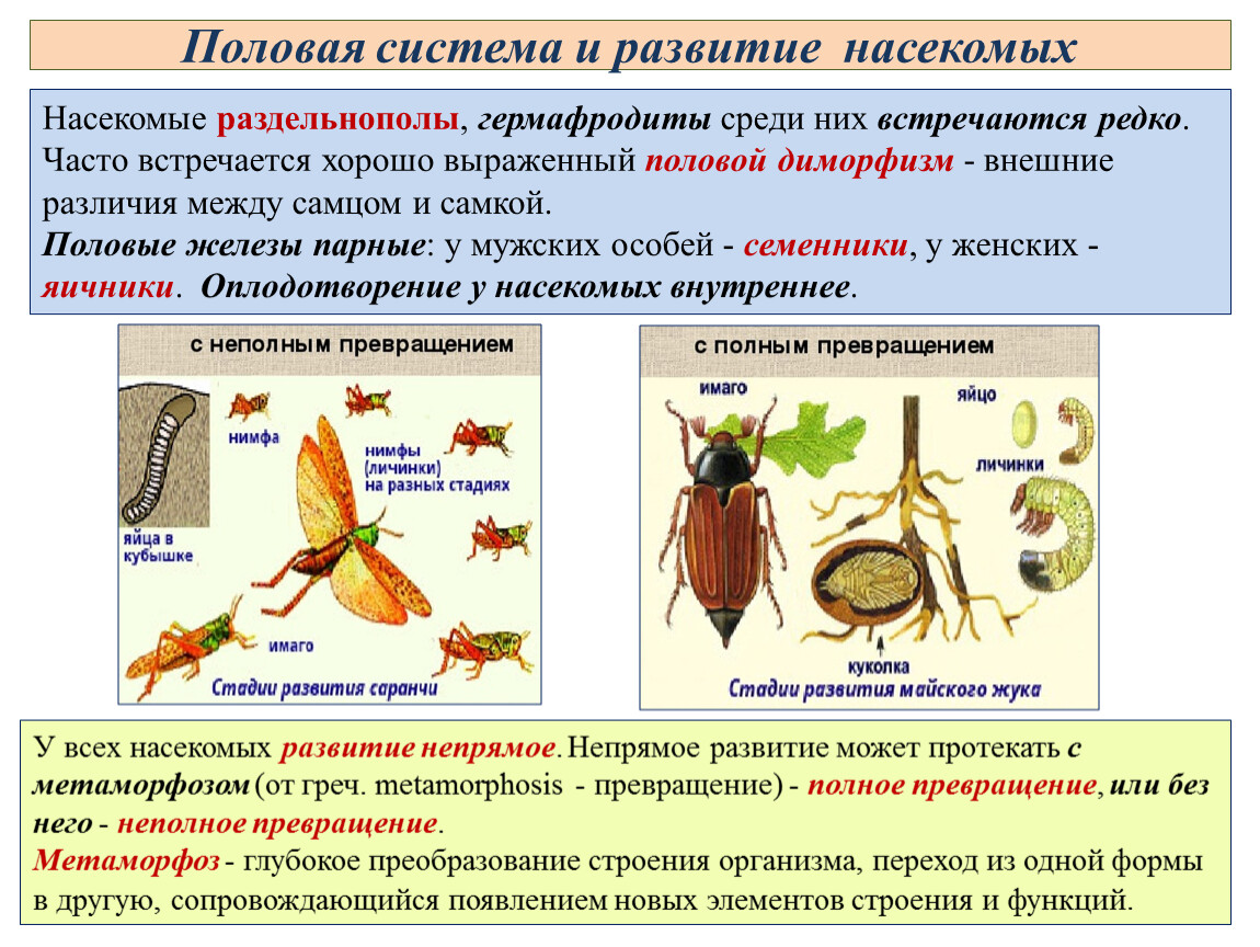 Какие стадии проходят насекомые с неполным превращением. Развитие насекомых. Типы развития насекомых схема. Насекомые с полным превращением.