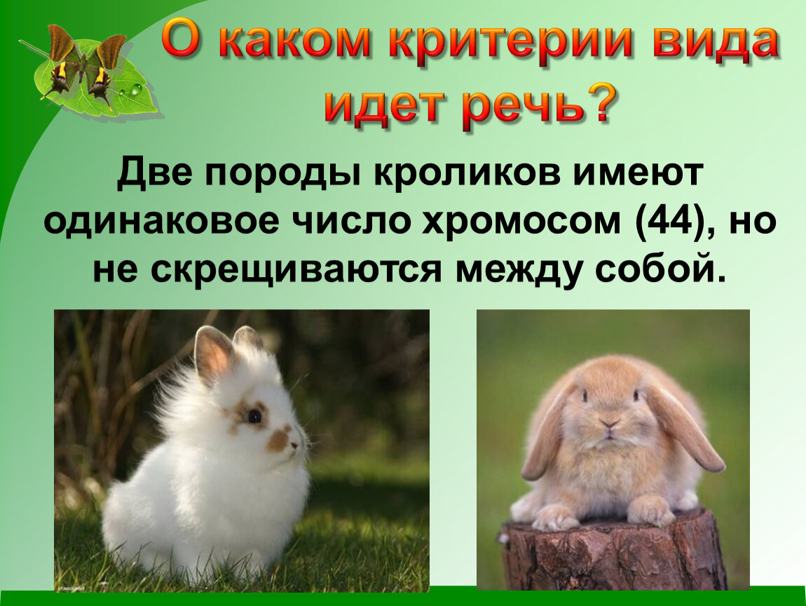 Идите какой вид. Критерии вида кролик. Число хромосом у кролика. Скрестили 2 породы кроликов. О каком критерии вида идет речь две породы кроликов.