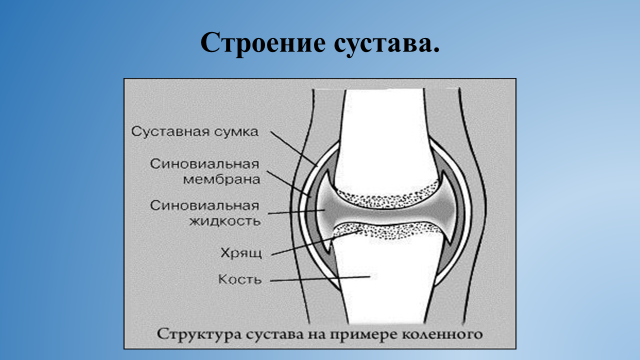 Фото строение сустава человека с описанием