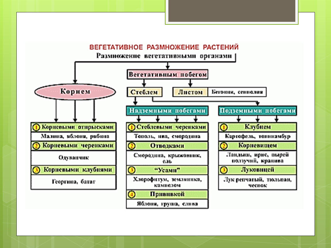 Презентация на тему размножение