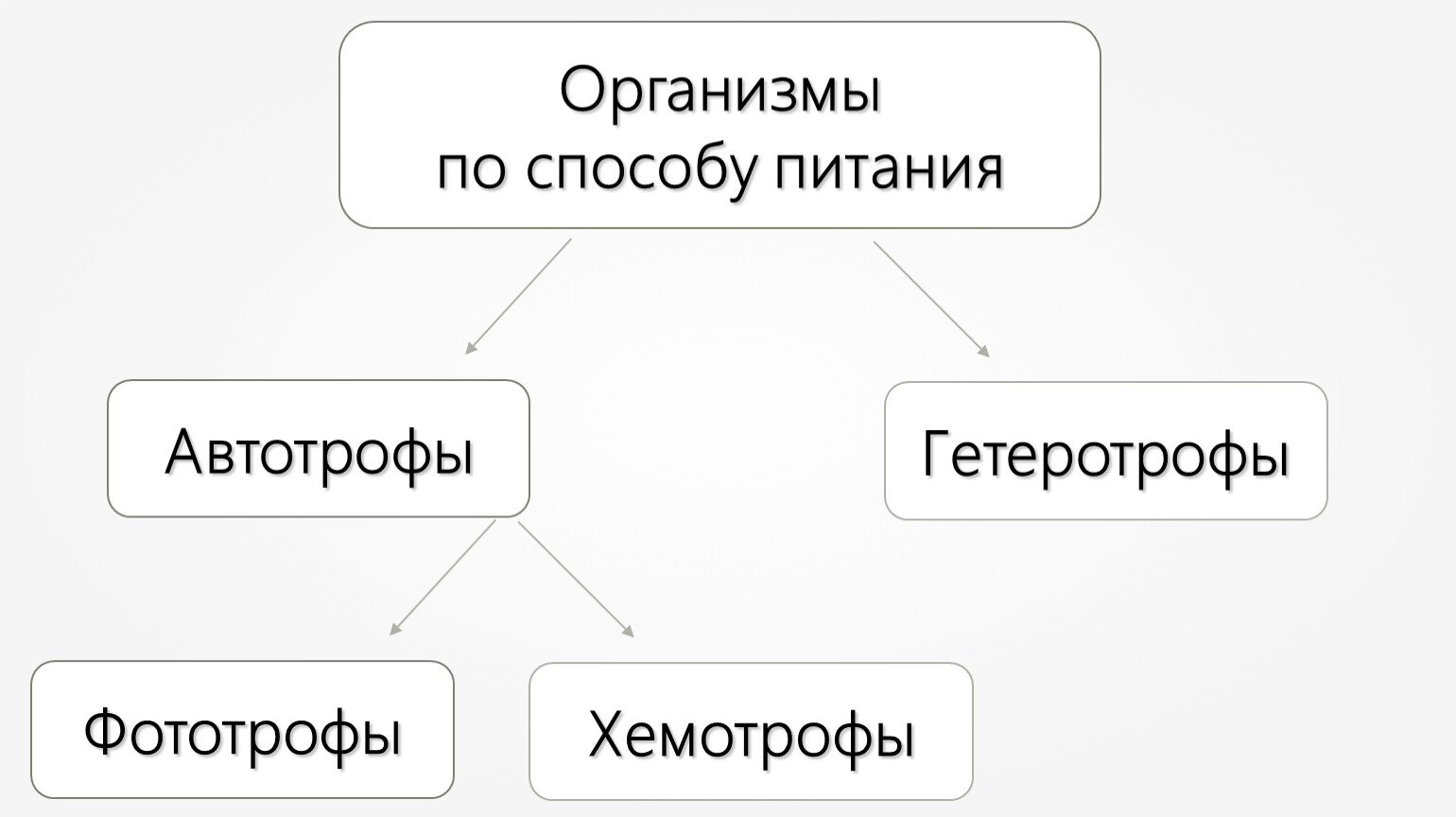 Презентация по биологии 