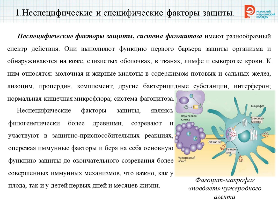 Фактор специфичности. Специфические и неспецифические факторы защиты иммунитета. Специфические и неспецифические факторы защиты организма. Специфические факторы защиты иммунитета интерферон. Неспецифические и неспецифические факторы защиты.