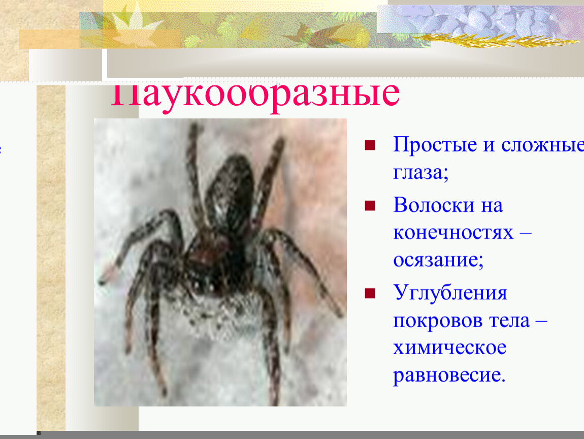 Тип глаз паукообразных. Класс паукообразные покровы тела. Простые глаза у паукообразных. Простые и сложные глаза у паукообразных. Покров паукообразных.