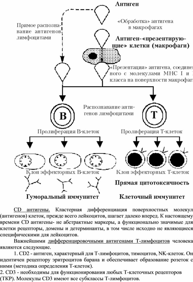 Презентация антигена лимфоцитам схема физиология