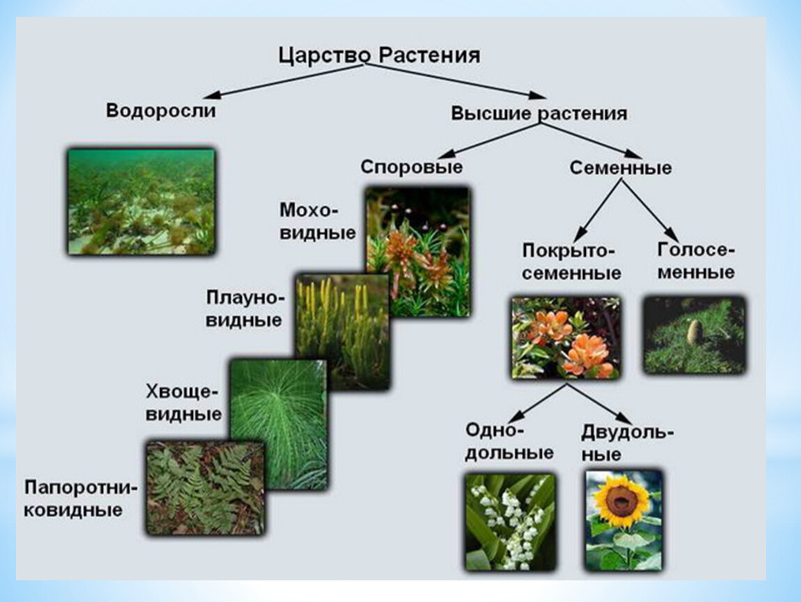 Структура царства растений