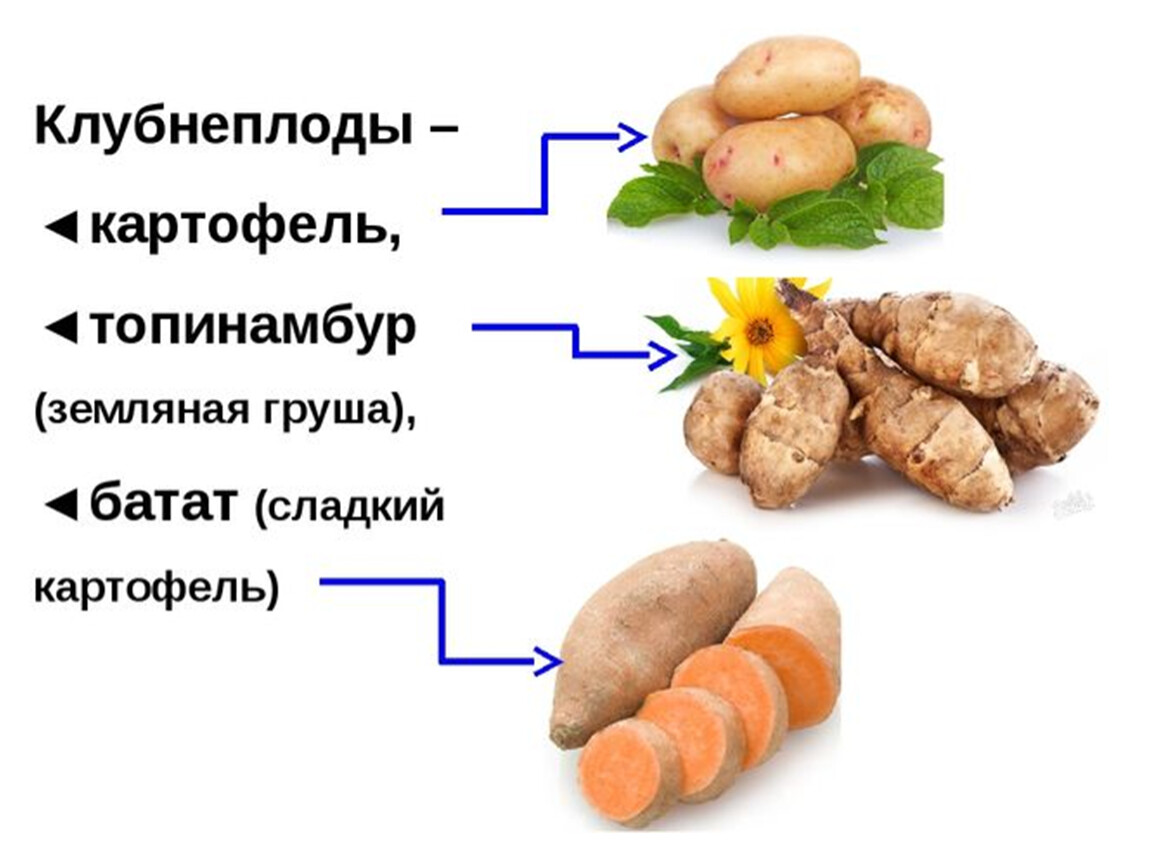 Виды клубнеплодов