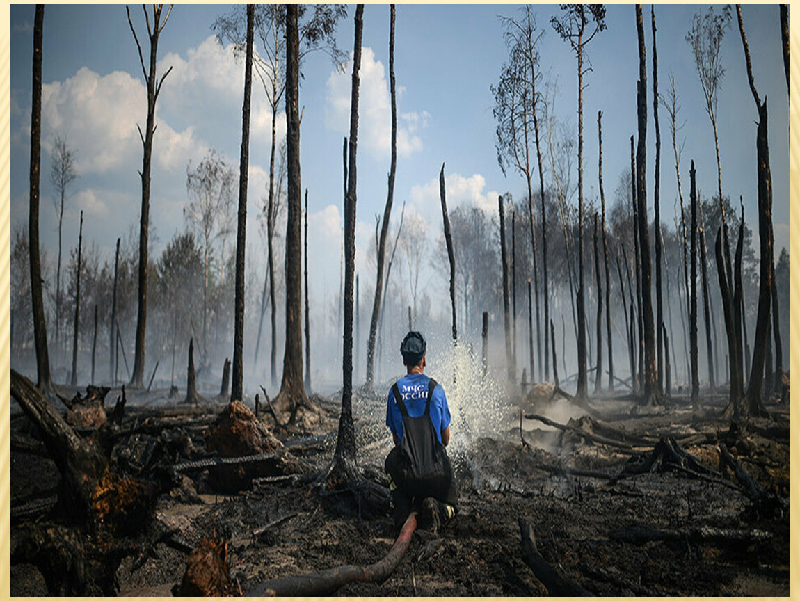 Почему после пожаров. Последствия лесных пожаров. Лес после пожара. Последствия пожара в лесу. Последствия пожаров лесов.