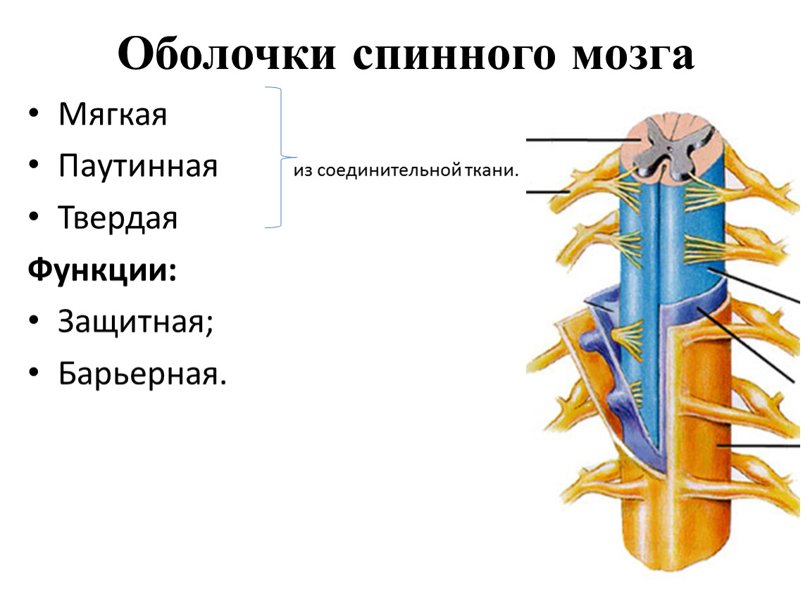 Оболочки спинного мозга схема