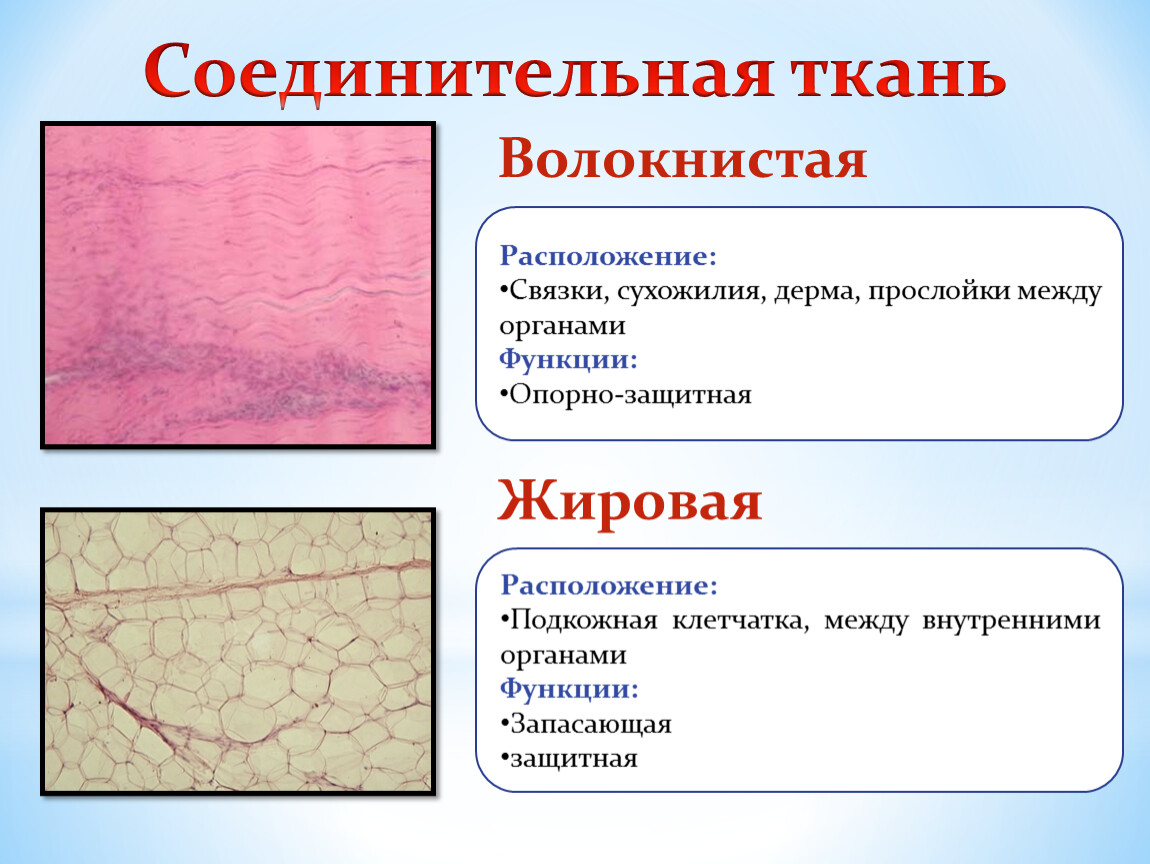 Соединительная ткань какие. Волокнистая соединительная ткань функции и строение. Рыхлая волокнистая и плотная волокнистая соединительная ткань. Плотная соединительная ткань функции. Типы волокнистой соединительной ткани.