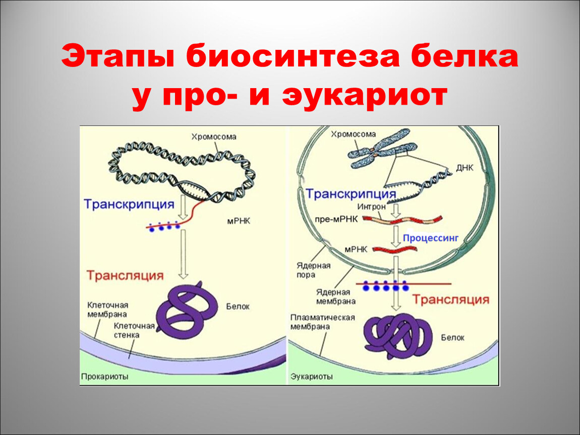 Названия этапов биосинтеза белка. Этапы биосинтеза белка в эукариотической клетке. Трансляция второй этап биосинтеза белка. Этапы синтеза белка у эукариот. Этапы биосинтеза белка у эукариот.