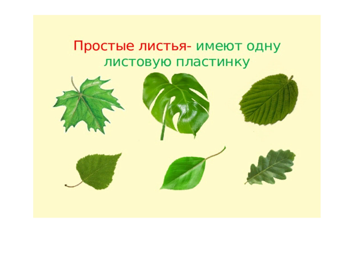 Простые листья имеют. Лист с одной листовой плостиной. Каждый простой лист имеет. Листья в виде пластинок.