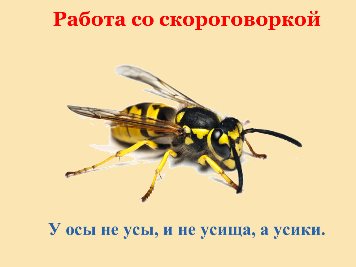 Осу не работает. Усики осы. У осы не усы. У осы не усы скороговорка. Усики осы рисунок.