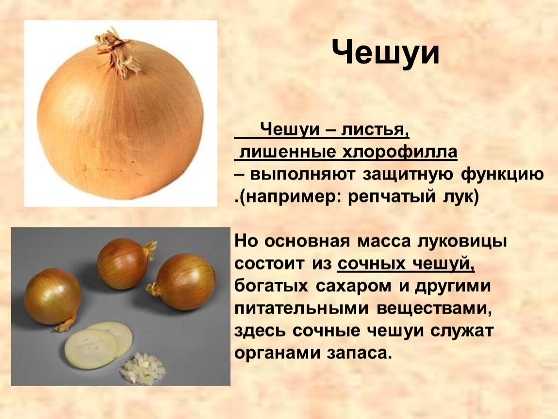 Функция чешуи луковицы