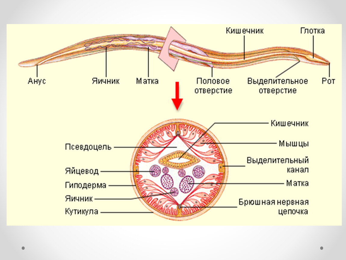 Почему круглых червей. Внешнее строение круглых червей. Тип круглые черви аскарида человеческая. Внутреннее строение круглого червя. Тип круглые черви рисунок строение.