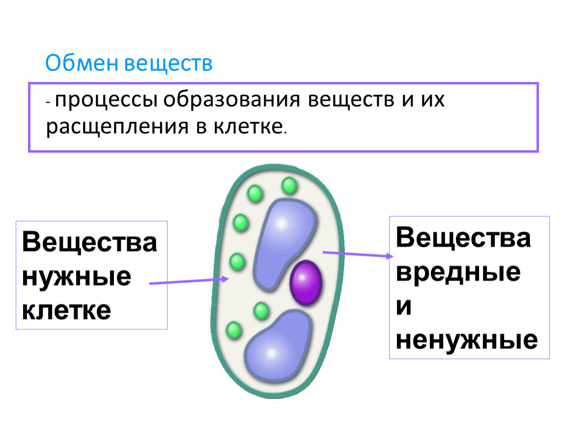 Строение и жизнедеятельность клетки