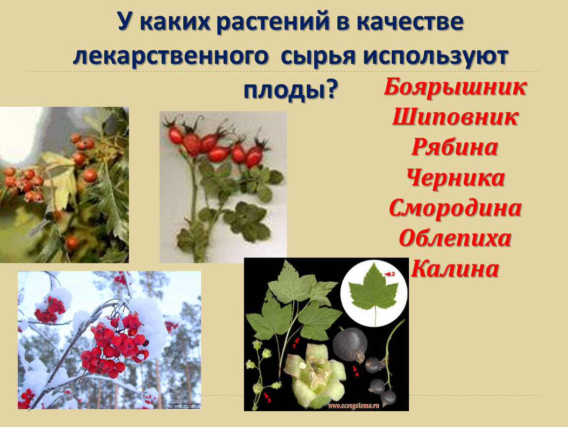 Сырье каких лекарственных растений используется. Растения в качестве лекарств. Плоды лекарственных растений. У каких растений в качестве лекарственного сырья используют плоды. Боярышник шиповник рябина.