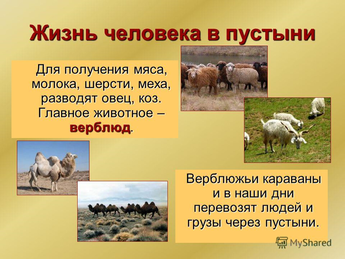 Как ведут хозяйство в пустыне. Занятия людей пустыни. Занятия населения в пустыне. Занятия людей в пустынях. Деятельность человека в пустыне.