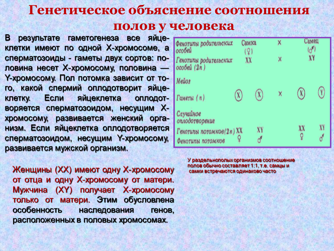 Генетическое поле. Соотношение полов у человека. Генетика пола соотношение полов. Генетическое объяснение соотношение полов у человека. Соотношение в генетике.