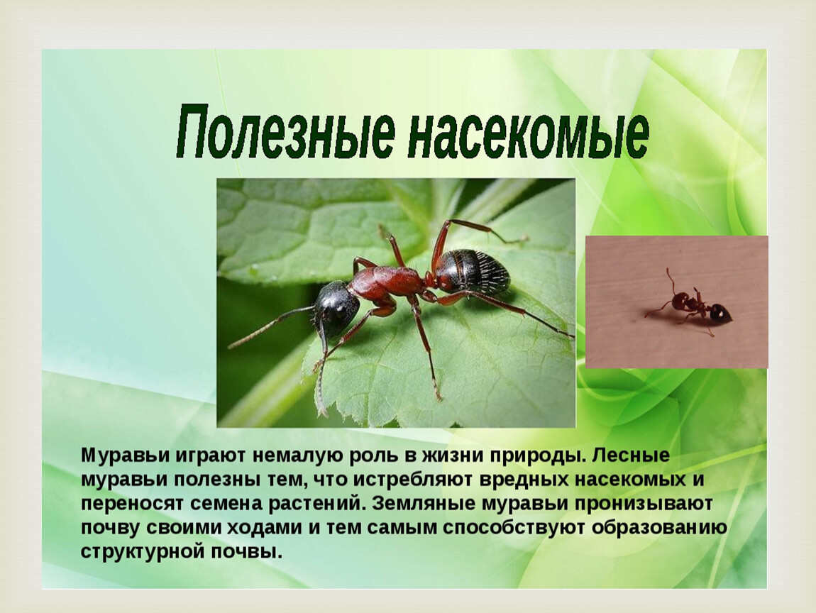 Какие среды освоили жуки. Полезные насекомые. Полезные и вредные насекомые. Полезные насекомые леса. Полезные насекомые для человека.